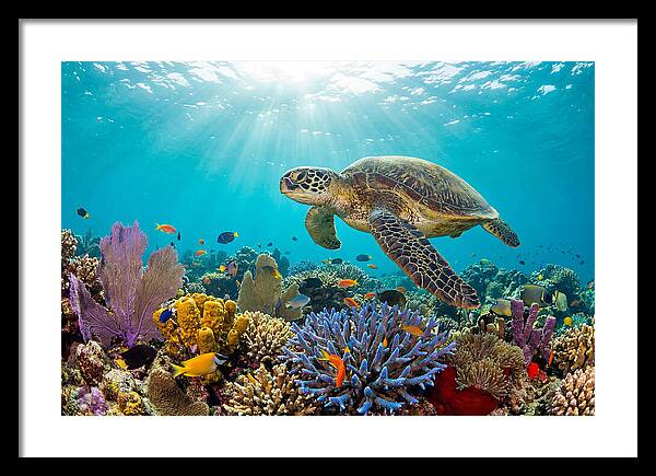 Majestic Green Sea Turtle Gliding