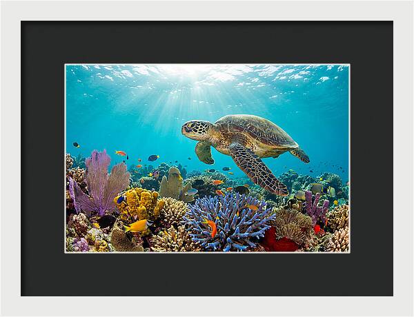 Majestic Green Sea Turtle Gliding