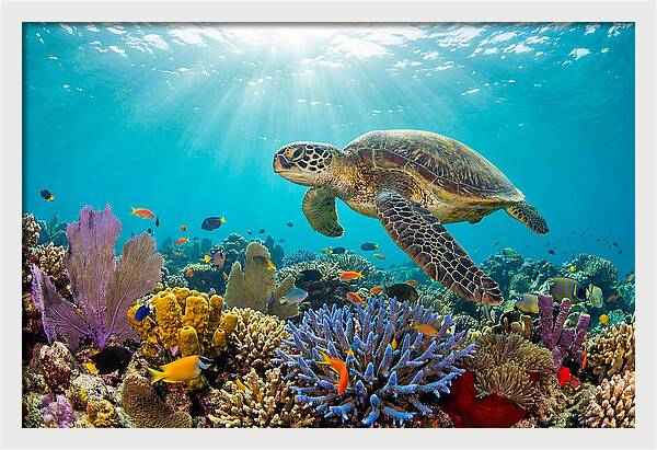 Majestic Green Sea Turtle Gliding