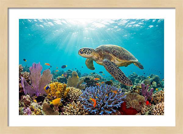 Majestic Green Sea Turtle Gliding