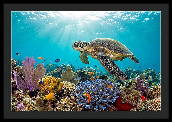 Majestic Green Sea Turtle Gliding