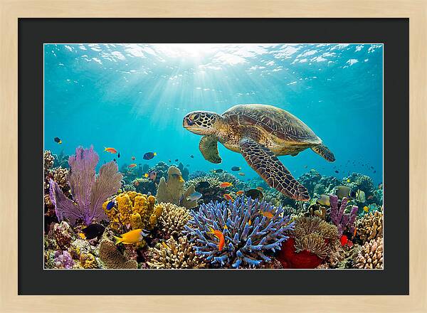 Majestic Green Sea Turtle Gliding