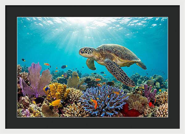 Majestic Green Sea Turtle Gliding