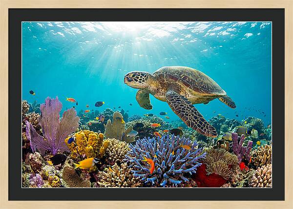 Majestic Green Sea Turtle Gliding
