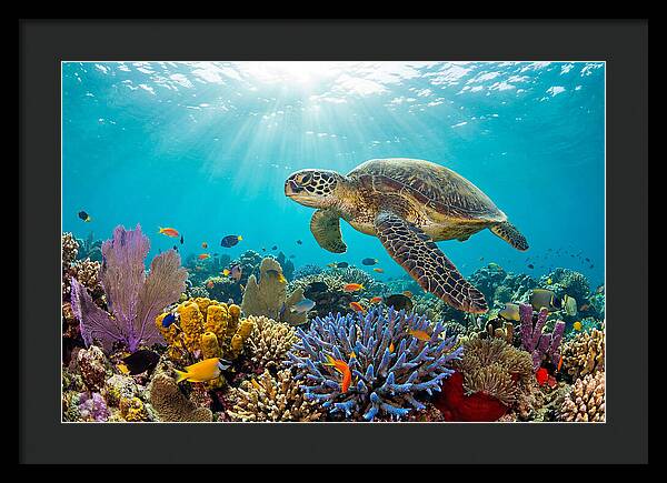 Majestic Green Sea Turtle Gliding
