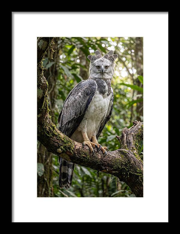 Majestic Harpy Eagle In Serenity