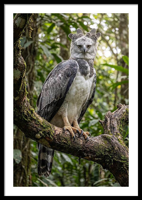Majestic Harpy Eagle In Serenity