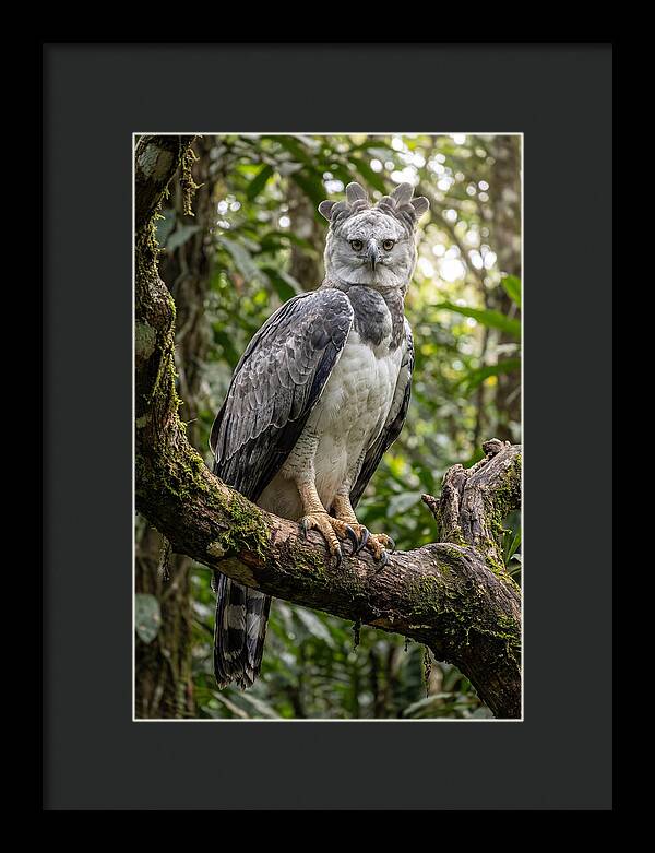 Majestic Harpy Eagle In Serenity