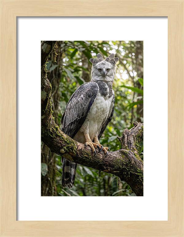 Majestic Harpy Eagle In Serenity
