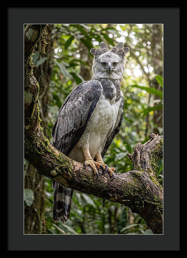 Majestic Harpy Eagle In Serenity