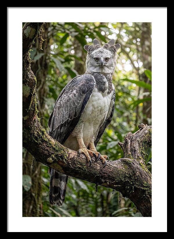 Majestic Harpy Eagle In Serenity