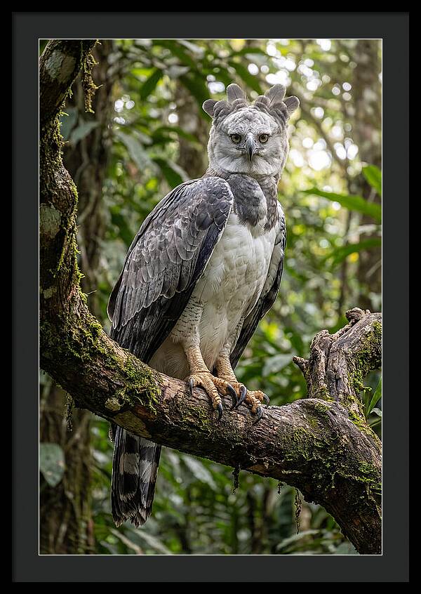 Majestic Harpy Eagle In Serenity