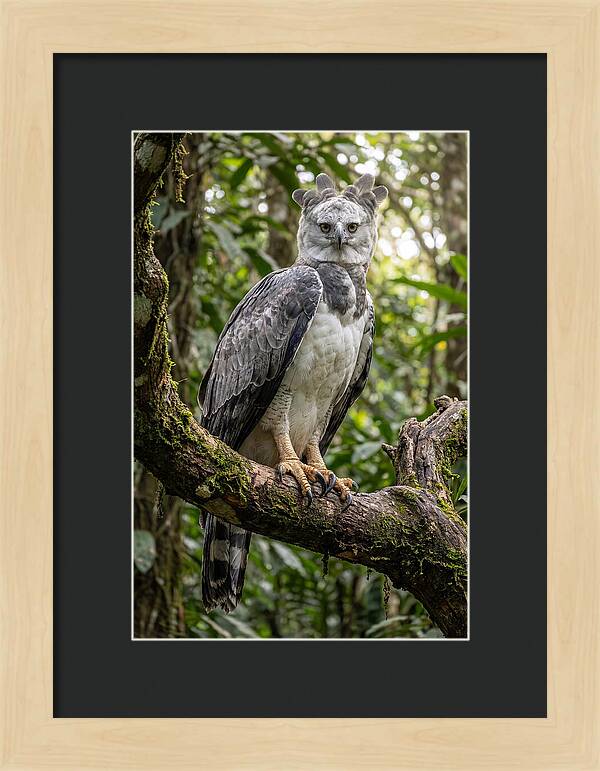 Majestic Harpy Eagle In Serenity