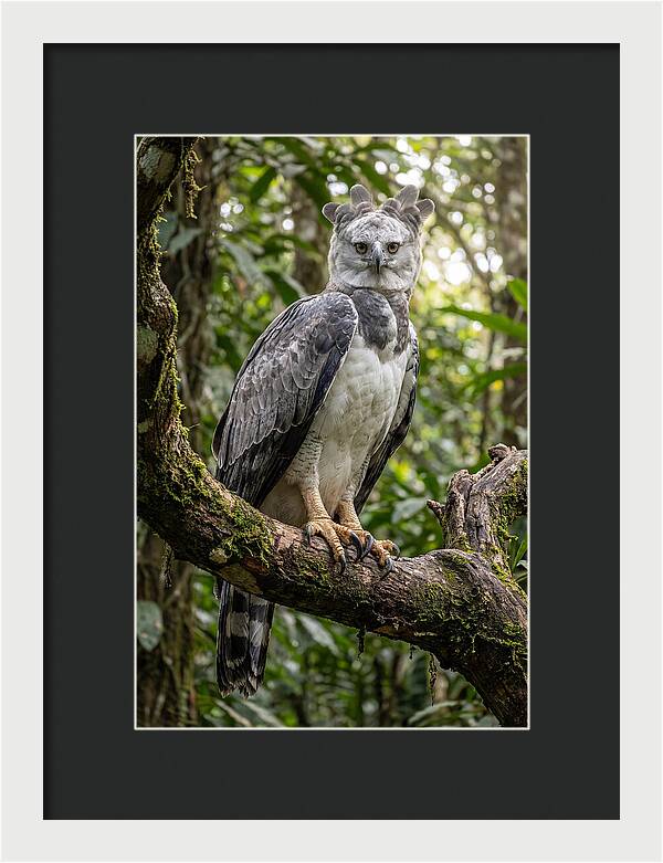 Majestic Harpy Eagle In Serenity