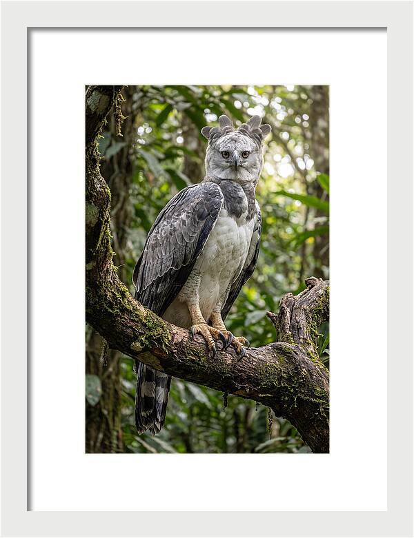 Majestic Harpy Eagle In Serenity