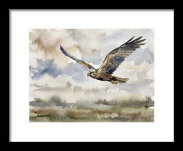 Majestic Harrier Soaring