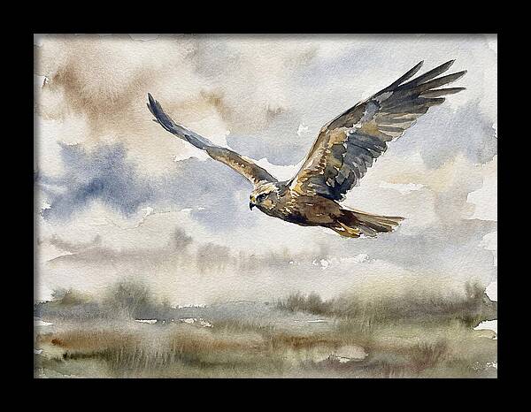 Majestic Harrier Soaring