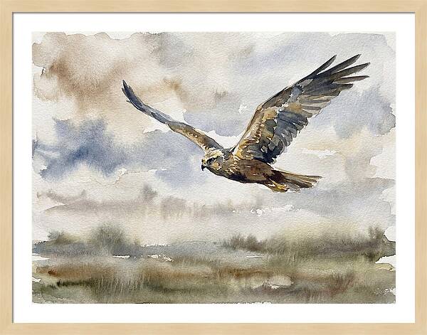 Majestic Harrier Soaring
