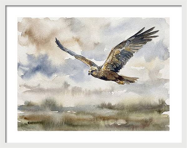 Majestic Harrier Soaring