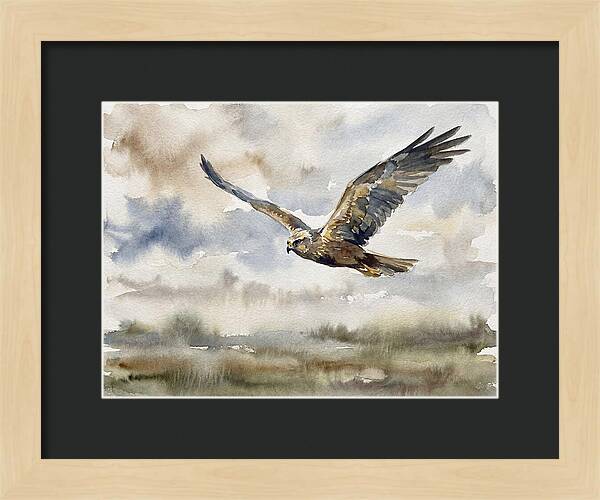 Majestic Harrier Soaring