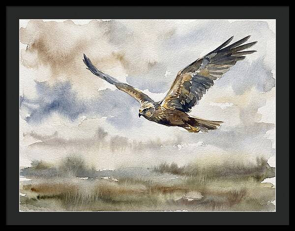 Majestic Harrier Soaring