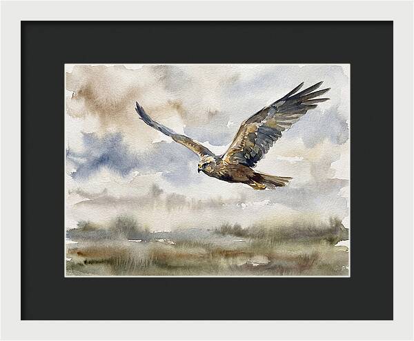 Majestic Harrier Soaring