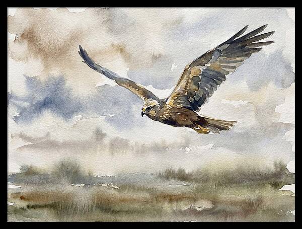 Majestic Harrier Soaring