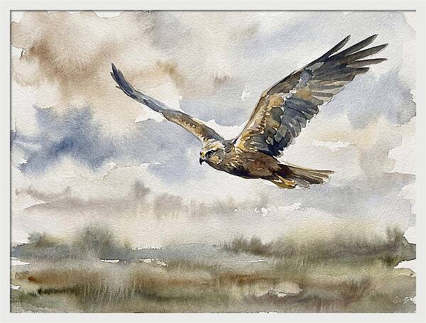 Majestic Harrier Soaring