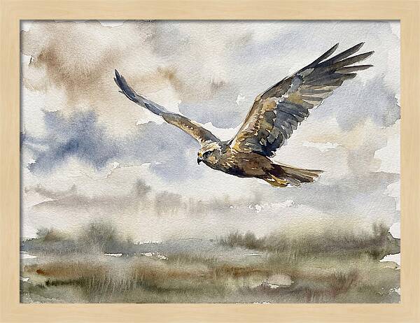 Majestic Harrier Soaring