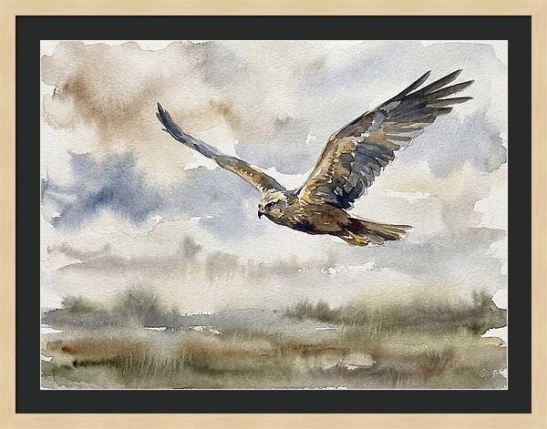 Majestic Harrier Soaring
