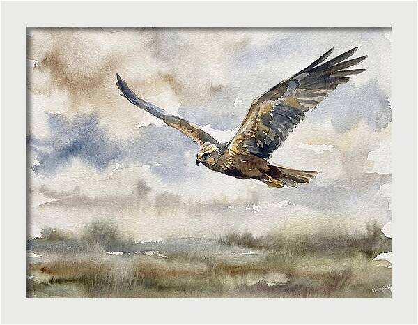 Majestic Harrier Soaring