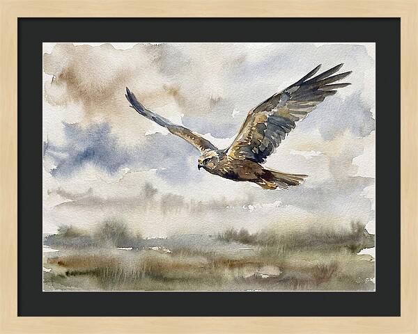 Majestic Harrier Soaring