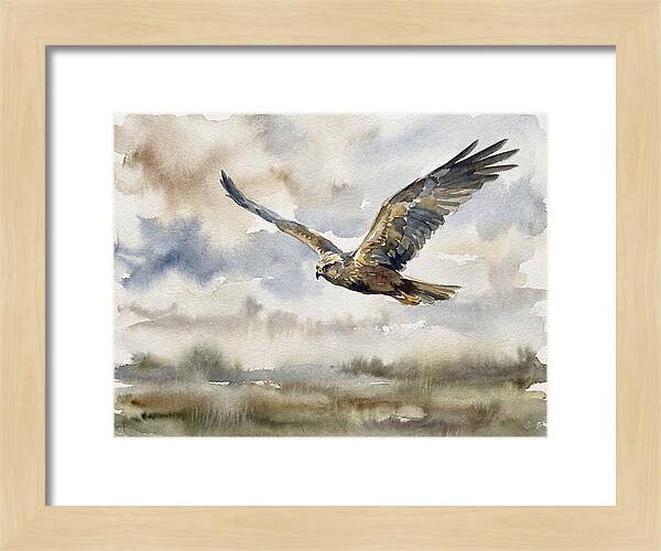 Majestic Harrier Soaring
