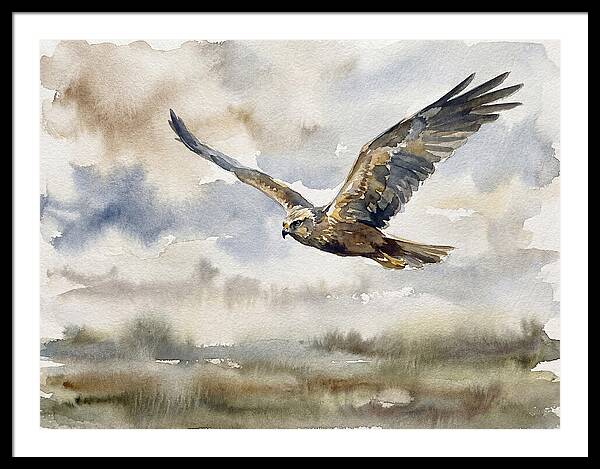 Majestic Harrier Soaring