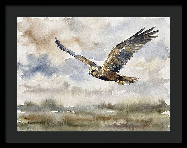 Majestic Harrier Soaring