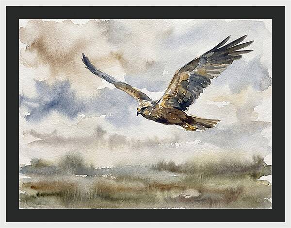 Majestic Harrier Soaring