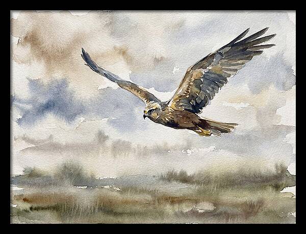 Majestic Harrier Soaring