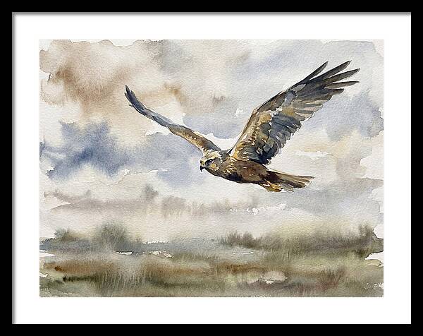 Majestic Harrier Soaring