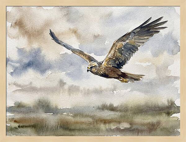 Majestic Harrier Soaring