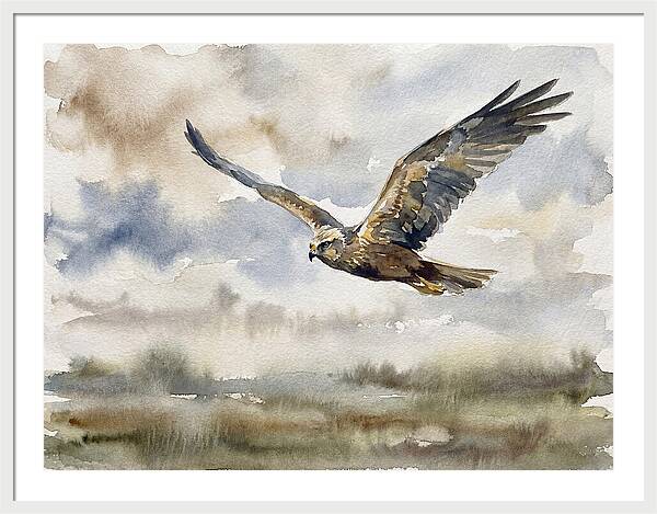 Majestic Harrier Soaring