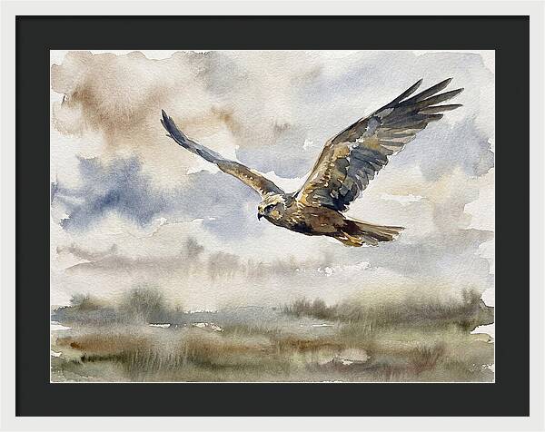 Majestic Harrier Soaring