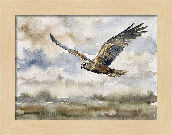 Majestic Harrier Soaring