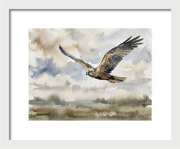 Majestic Harrier Soaring