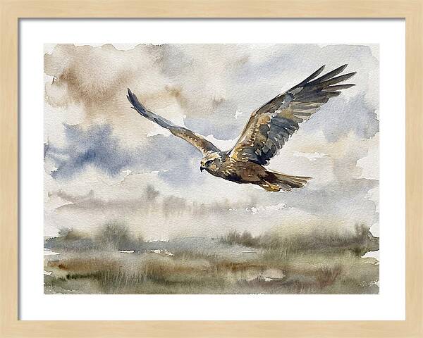 Majestic Harrier Soaring