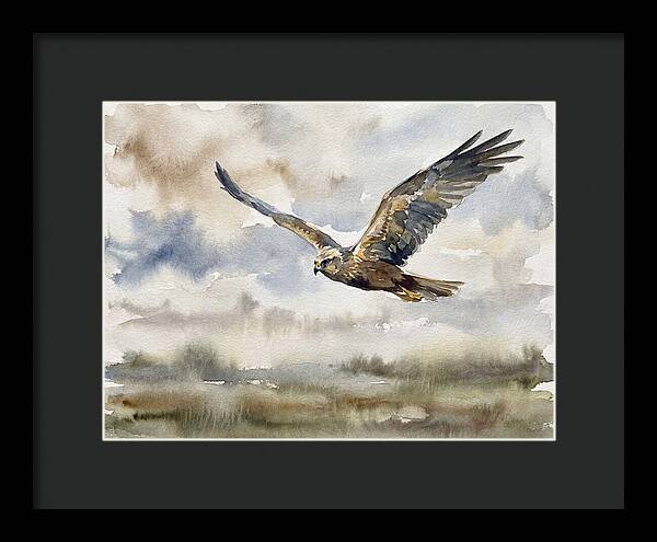Majestic Harrier Soaring