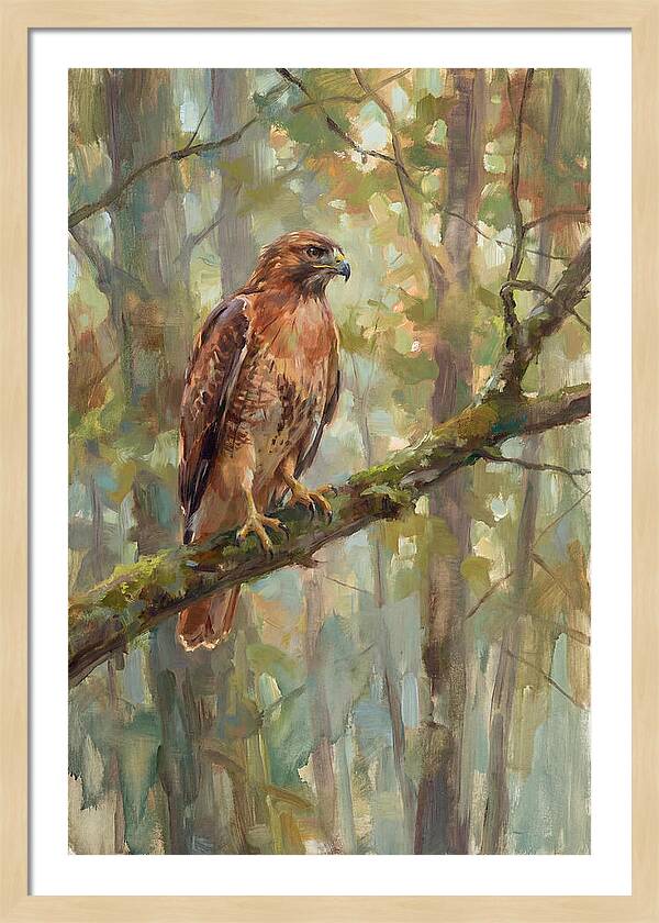 Majestic Hawk In Nature