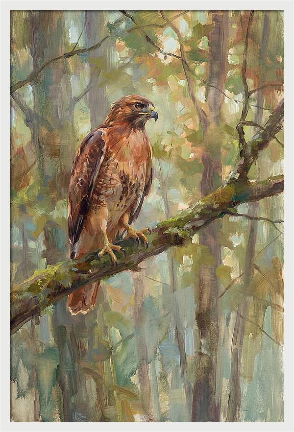 Majestic Hawk In Nature