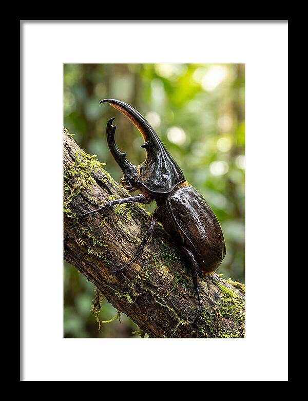 Majestic Hercules Beetle Resting