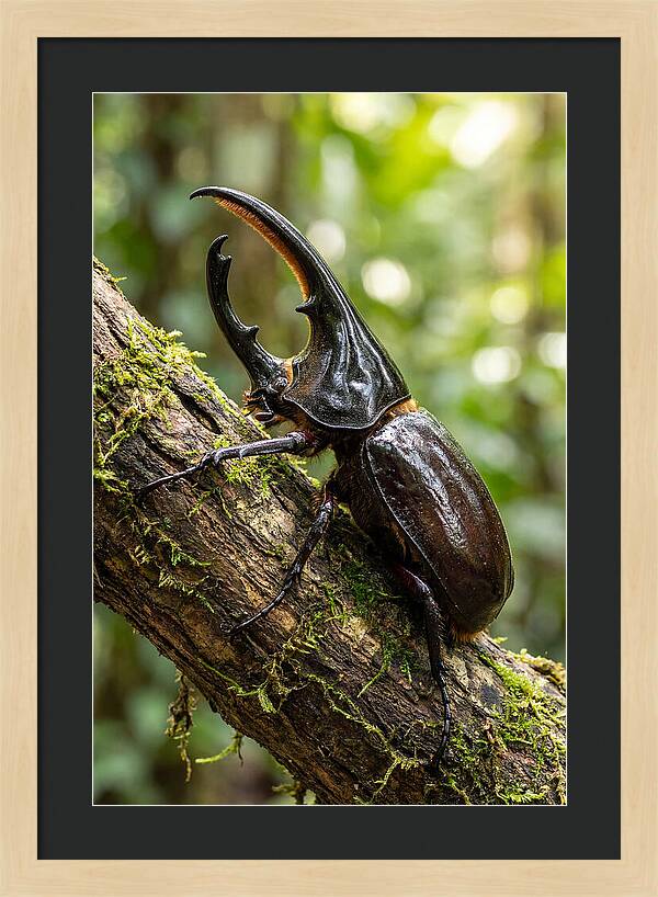 Majestic Hercules Beetle Resting