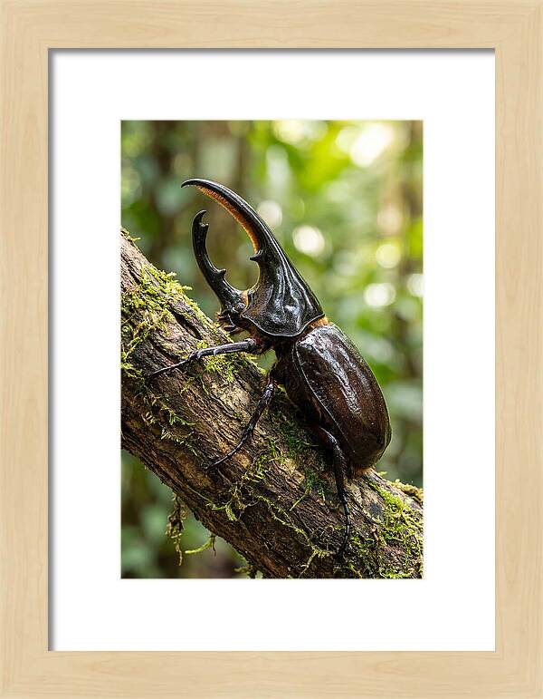 Majestic Hercules Beetle Resting